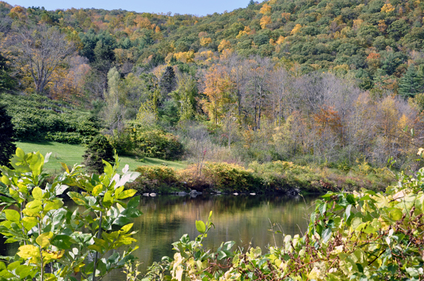 fall foliage